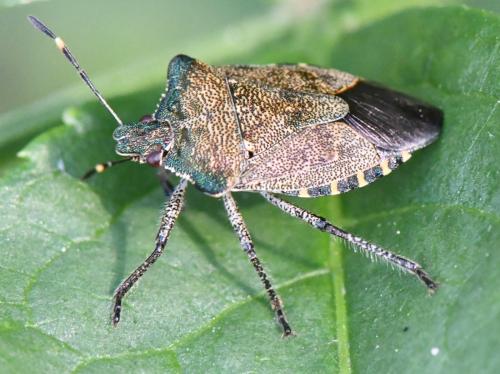 Troilus luridus